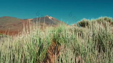 不寻常的沙漠绿色植物在风中摇曳。 在一座大山和泰德火山峰的背景下