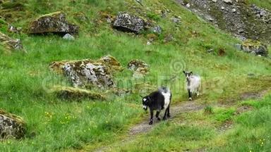 三只白山羊和黑山山羊在一个多云的灰色<strong>夏日</strong>，沿着岩石巨石和<strong>绿草</strong>附近的山坡小路走着。
