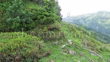 圆形离开龙胆花在阿尔卑斯山，齐勒塔尔山谷在奥地利。 龙胆草和松树