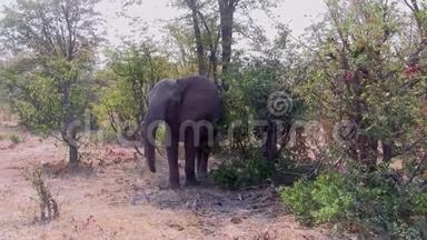 博茨瓦纳莫雷米野生动物保护区大象摇头