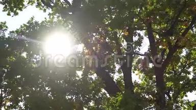 阳光透过高大橡树的树冠照耀。