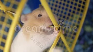 滑稽的斯克兰仓鼠在笼子里磨牙的动作