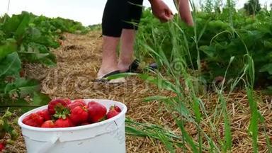 特写剪辑的一个完整的白色<strong>塑料桶</strong>红色成熟新鲜草莓前景与一个女人采摘浆果。