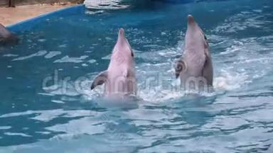 海豚馆里的海豚在游泳池里表演魔术。 有趣的海豚在水里嬉戏