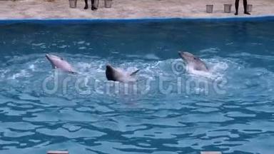 海豚馆里的海豚在游泳池里表演魔术。 有趣的海豚在水里嬉戏