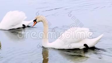 美丽的一对白色静音天鹅，天鹅，一起游泳。