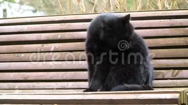黑猫坐在长凳上