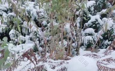 被雪困住的植物