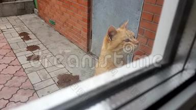 红色无家可归的猫在窗外<strong>喵喵</strong>叫，要食物