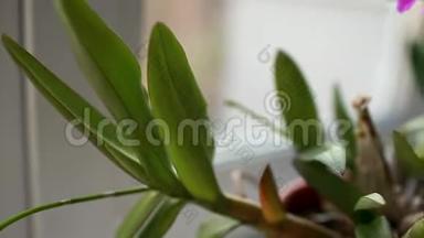 石斛兰。 家的植物在窗台上开花。 紫色花朵的特写