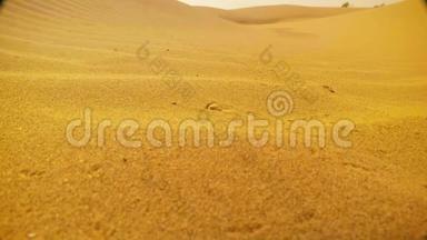 沙漠蜥蜴隐藏在沙子掩蔽带来相同的颜色和座位沙丘Thar Khuri Rajasthan关闭