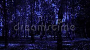 可怕的夜晚森林背景