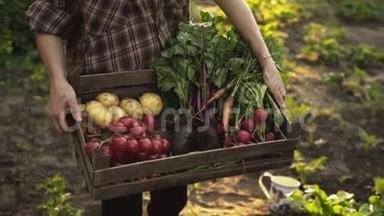 农民手里拿着装满新鲜有机蔬菜、土豆、胡萝卜、番茄、甜菜、萝卜的木箱在日落时分的<strong>生态农场</strong>里