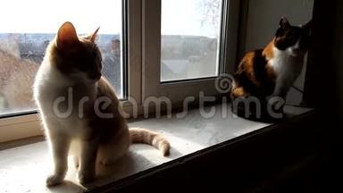 两只猫正坐在窗台上，晒太阳，窗外一片田园风光