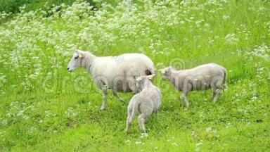 挪威。 国内的。 在威利挪威牧场奔跑的羔羊。 朦胧的春绿草甸.. 种羊场