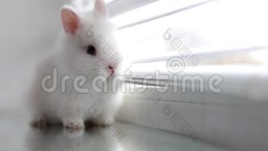 一只白兔坐在窗台上。