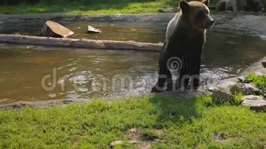 棕色熊游泳后抖水