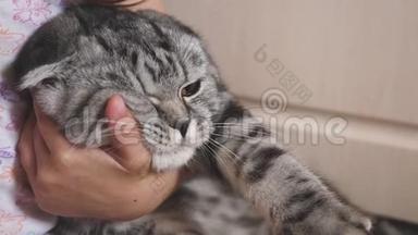 婴儿拥抱并抚摸他的手一只快乐的Shotlan折叠猫。 一个女孩和一只灰色条纹猫在一起玩。 儿童和儿童