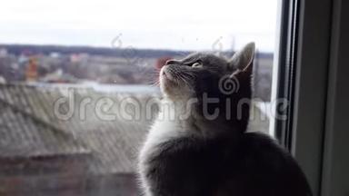 灰色小猫看着天空中鸟儿的飞翔，<strong>望</strong>着<strong>窗外</strong>，来回移动他的头。