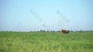 草地上的奶牛嚼草. 奶牛放牧。 农场牛在田间放牧。
