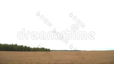 麦田。 地上的金色麦穗.. 草甸麦田成熟穗的背景。 收获丰厚