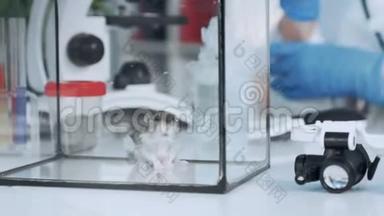 化学实验室工作桌上装有玻璃容器的实验室仓鼠