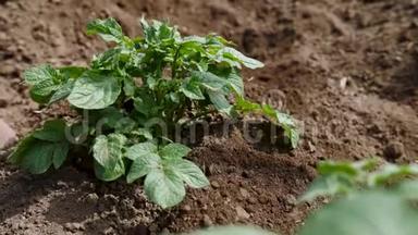 园丁用锄头<strong>培育</strong>绿色植物。 卖土豆。