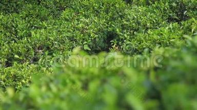 绿茶叶长在灌木丛中，与一望无际的种植园对峙