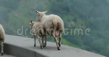 挪威。 在Hilly挪威路上逃离了国内绵羊。 朦胧的春日。 种羊场