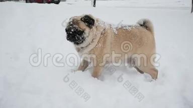 女人玩她的狗，向他扔雪，咬雪，主人在冬天玩宠物