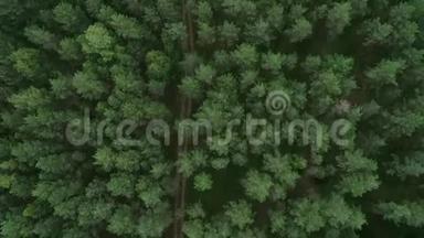 立陶宛的森林。 靠近立陶宛首都维尔纽斯的青松林。 3