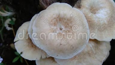 自然界背景中的毒蘑菇.. 蘑菇通常在雨季长大。