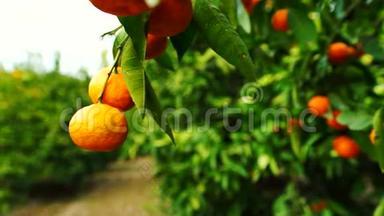 柑橘、<strong>水果</strong>、果园、橘子、食品、收获、加利福尼亚农业