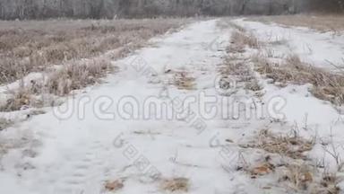 摄像机在白雪覆盖的乡村道路上滑行。 雪林小道上遛狗的观点