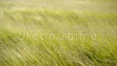 风<strong>吹拂</strong>着长草。 田野里长着明亮的绿草。 草甸。 风吹草的慢动作