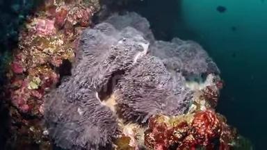 海洋中的海葵在暗礁珊瑚下挥舞着，海底水流强劲