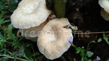 自然界背景中的毒蘑菇.. 蘑菇通<strong>常在</strong>雨季长大。