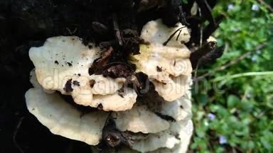 自然界背景中的毒蘑菇.. 蘑菇通<strong>常在</strong>雨季长大。