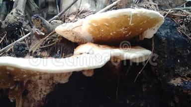 自然界背景中的毒蘑菇.. 蘑菇通常在<strong>雨季</strong>长大。