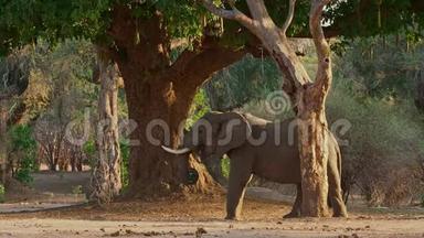 非洲小<strong>布什大象</strong>-非洲老象成年<strong>大象</strong>采摘和吃津巴布韦马纳池中树木的叶子