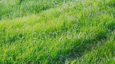 挥舞着绿色的春天草坪。 自然背景。 在风中摇曳的绿草