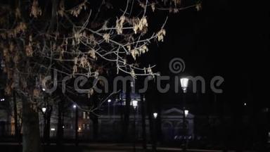 夜间公园。 树枝上有灯光。 城市灯树。 景观