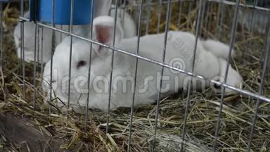 两只笼子里的小白兔