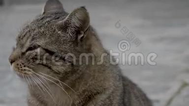 坐着的猫在镜头前被抚摸和抚摸。