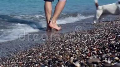 杰克·罗素·特里尔在海滨和他的<strong>主人</strong>玩。 杰克罗素猎犬沿着鹅卵石追着<strong>主人</strong>跑