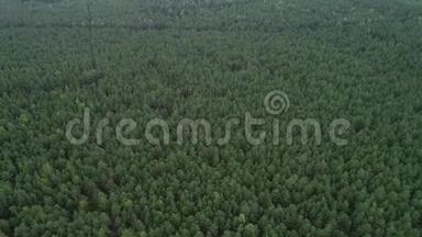 立陶宛的森林。 靠近立陶宛首都维尔纽斯的绿<strong>松林</strong>。 5