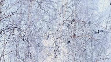 灰鸽子站在一根带着白雪的树枝上.. 一群鸟特写.. <strong>冬天</strong>的动物。 <strong>霜冻</strong>的树木