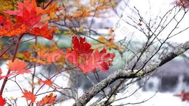 秋天五彩缤纷的树叶和<strong>川流不息</strong>的玉川河