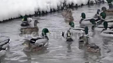 河里的鸭子抓食物
