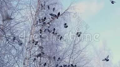 灰鸽子站在一根带着白雪的树枝上.. 一群鸟特写.. 冬天的动物。 霜冻的树木